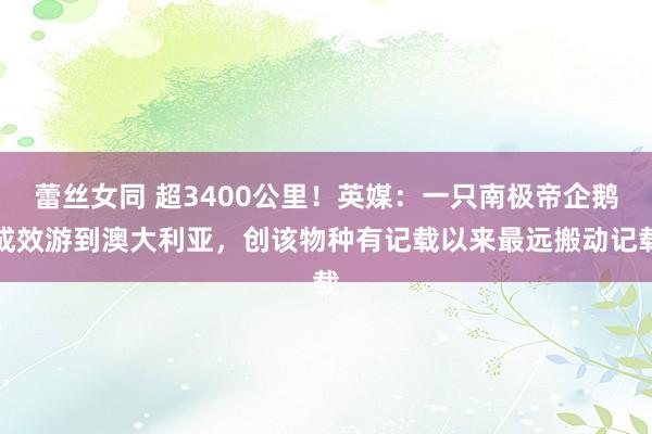 蕾丝女同 超3400公里！英媒：一只南极帝企鹅成效游到澳大利亚，创该物种有记载以来最远搬动记载