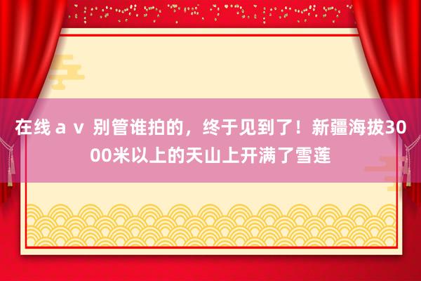 在线ａｖ 别管谁拍的，终于见到了！新疆海拔3000米以上的天山上开满了雪莲